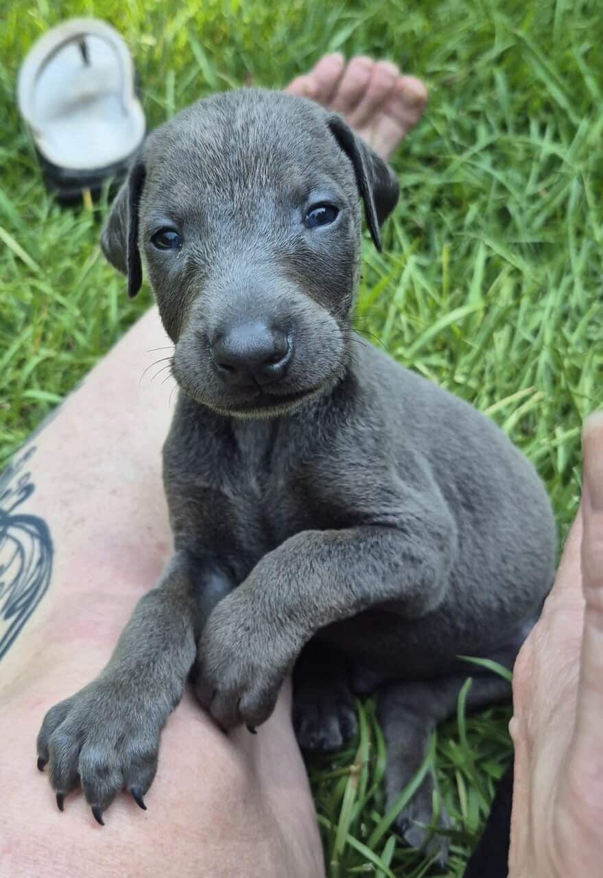 Doberman puppies image 12