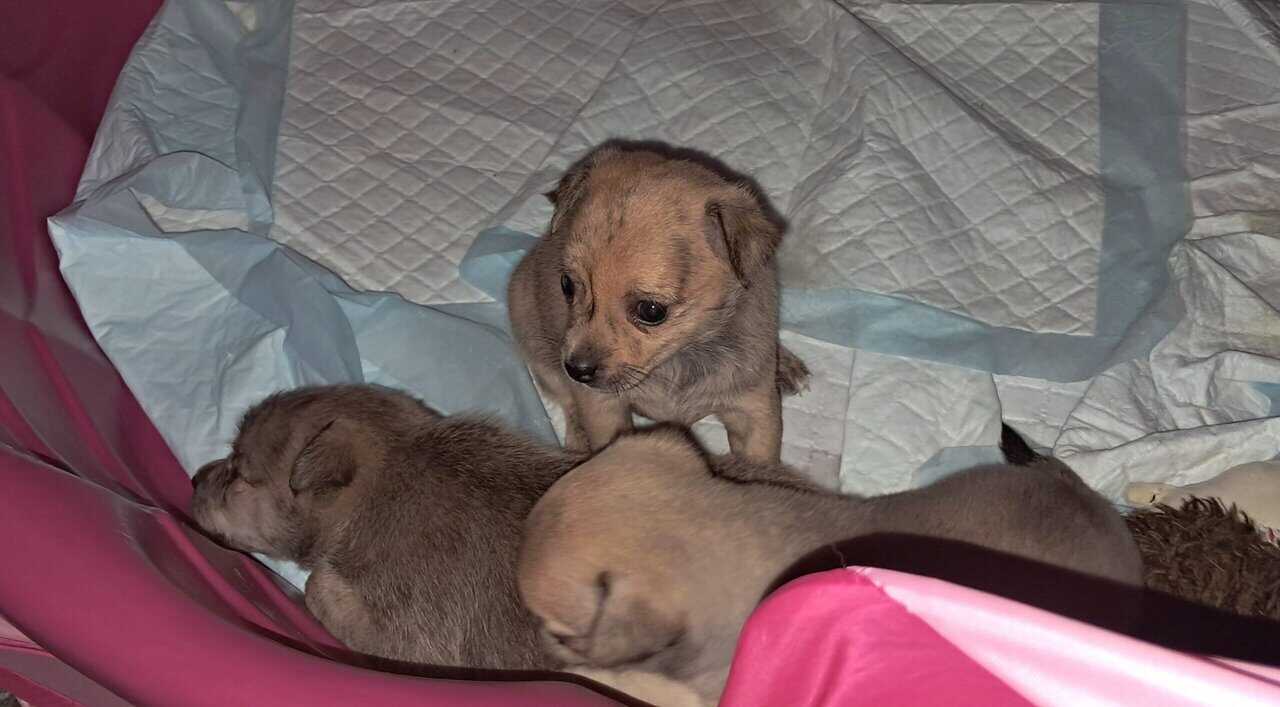 Litter of 4 born 8/1 Chihuahua and Chichi image 5