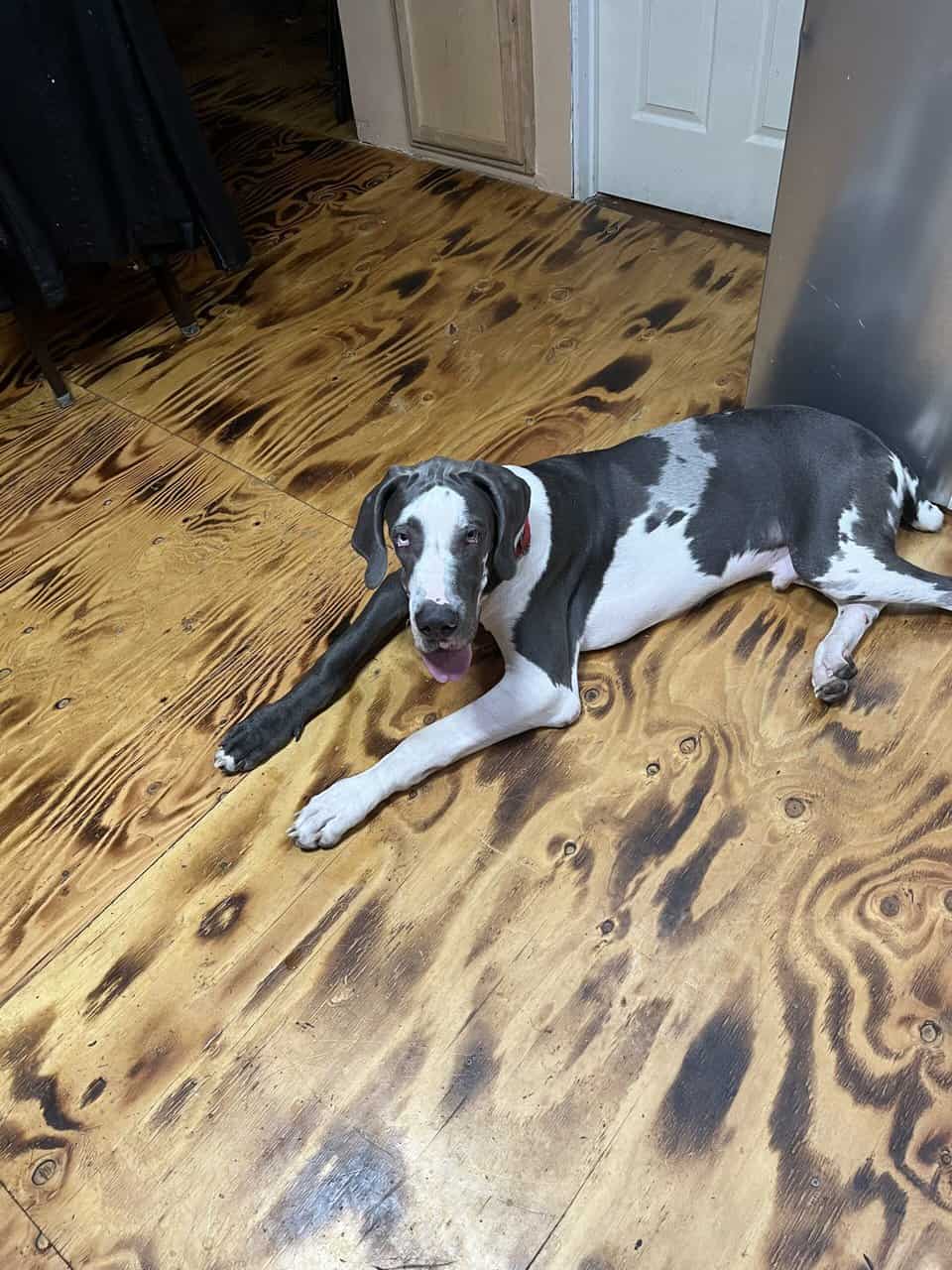 Atticus (rehoming) image 6