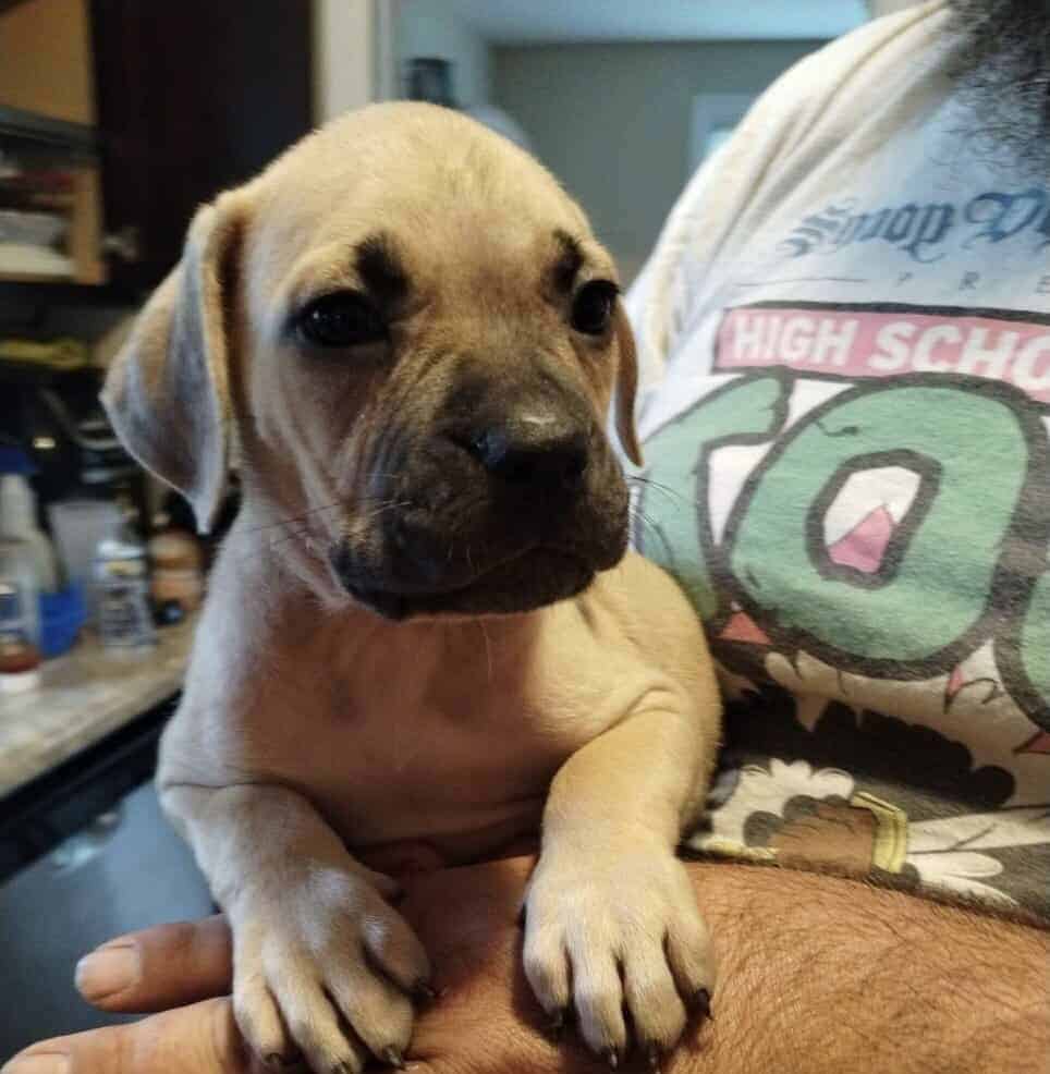Boerboel/Presa Canario Mix puppies image 1