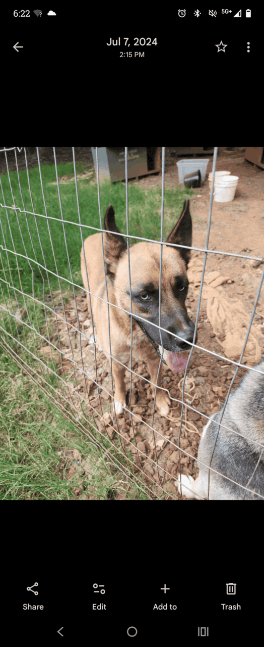 Husky mix to good home image 1