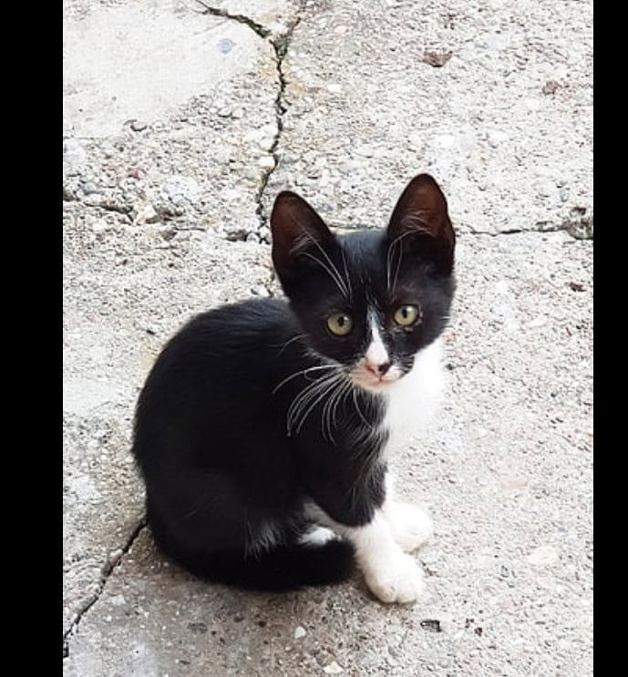 Black and white kittens image 2