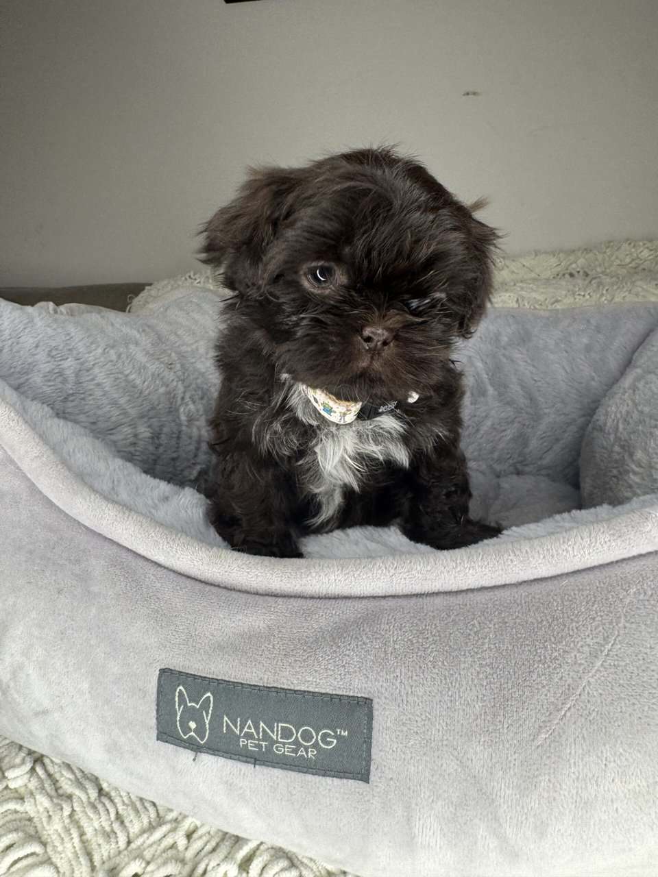 Shih Tzu Boy Puppy (Helmsley) image 2