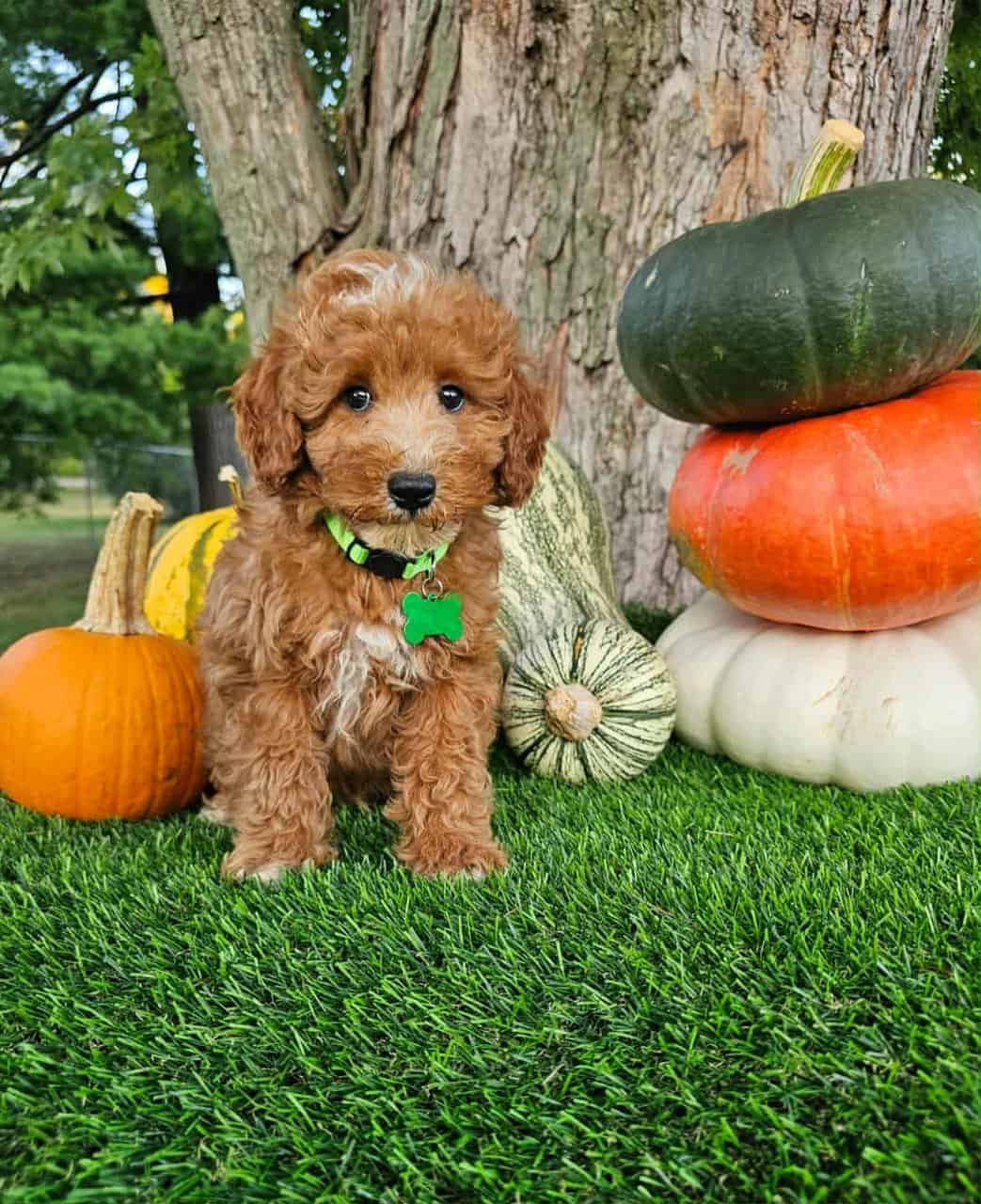 Logan-Mini Poodle image 2