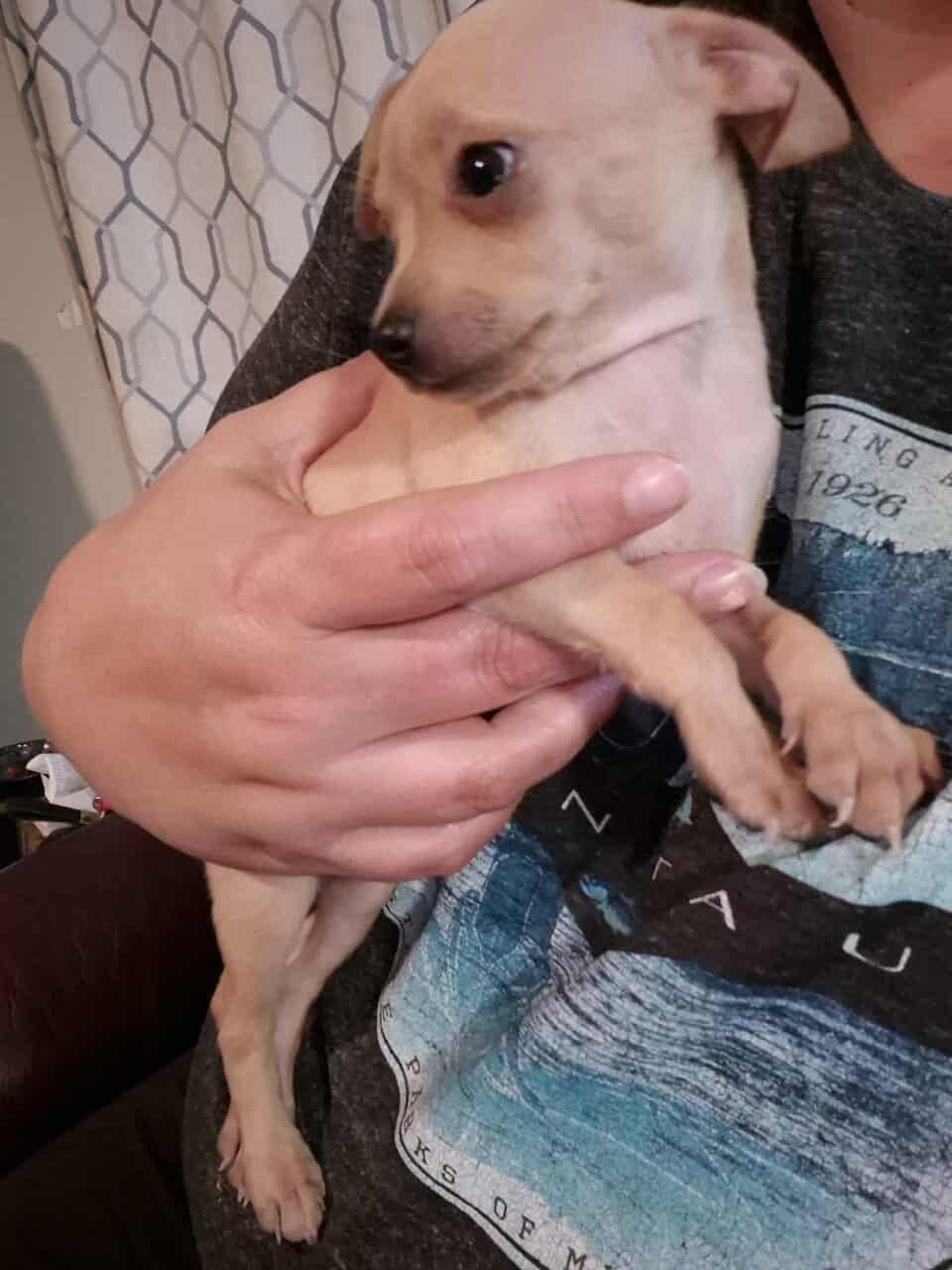 Rehoming Chihuahua Puppies image 10