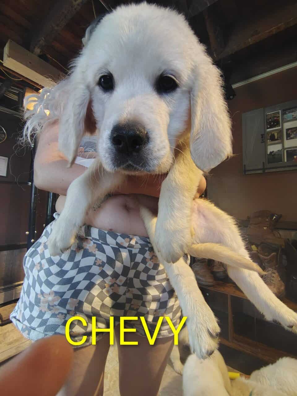 English cream golden retriever puppies image 4