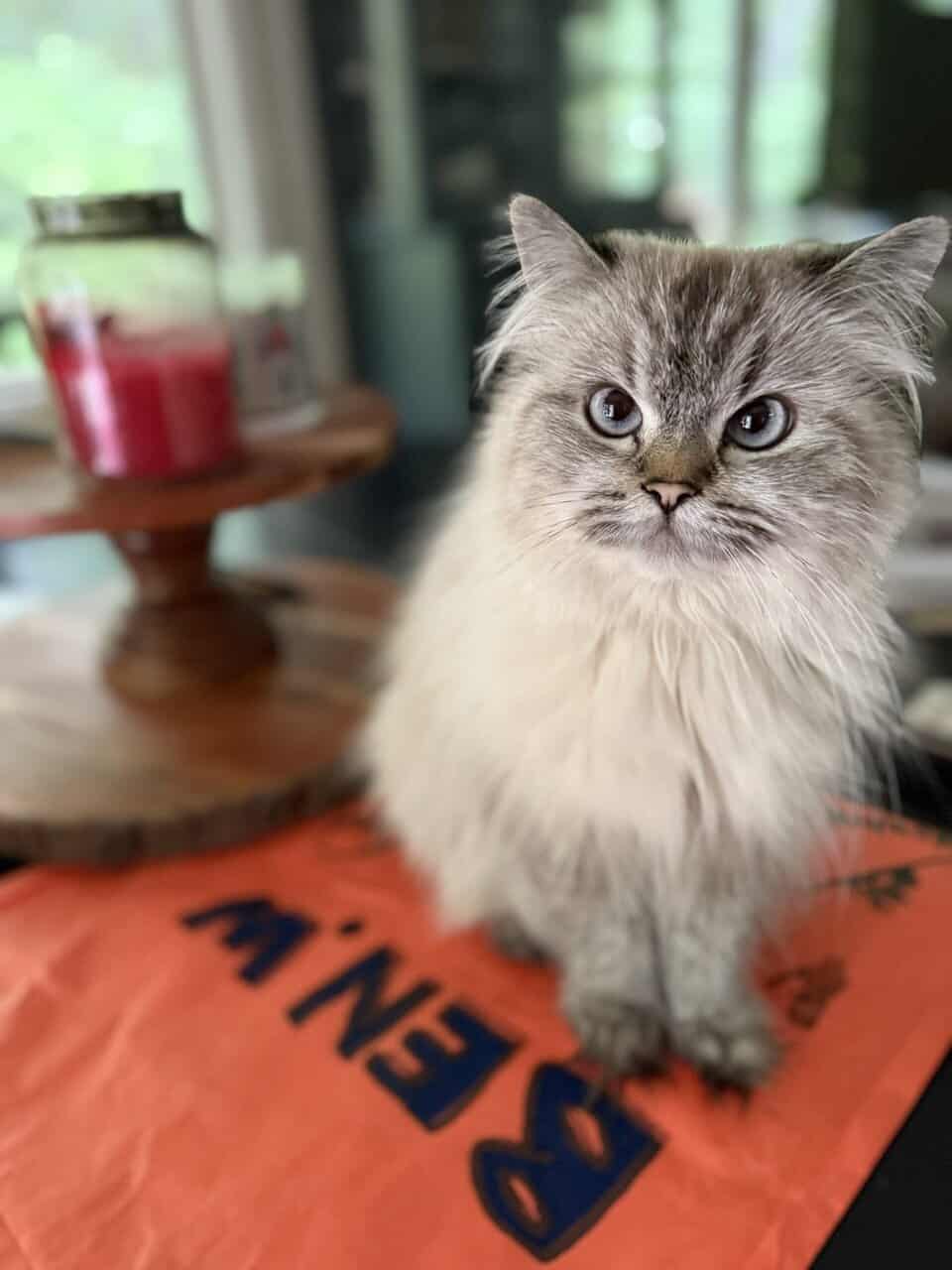 Vanilla is a Seal Point Himalayan Cat 1.5 Yrs Old image 7