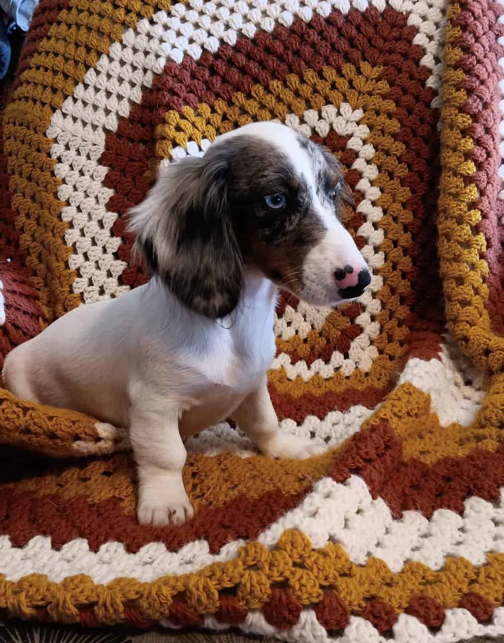 For Sale Miniature CKC Dachshunds Puppies image 3