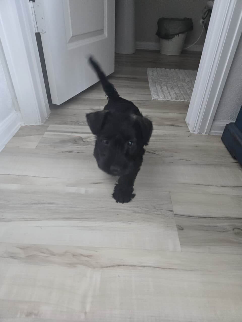 Scottish Terrier and Schnauzer mix puppies image 3