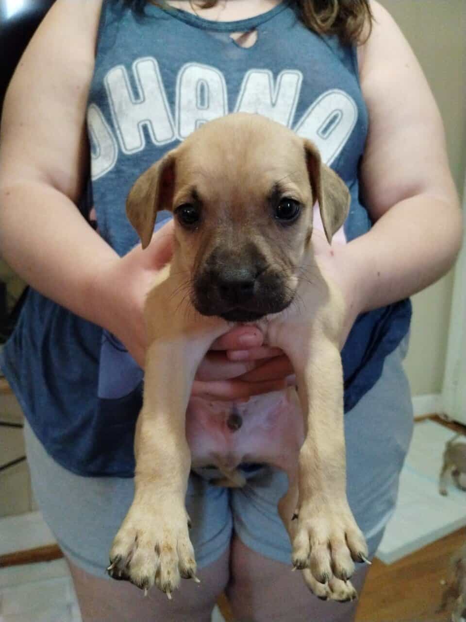 Boerboel/Presa Canario Mix puppies image 8