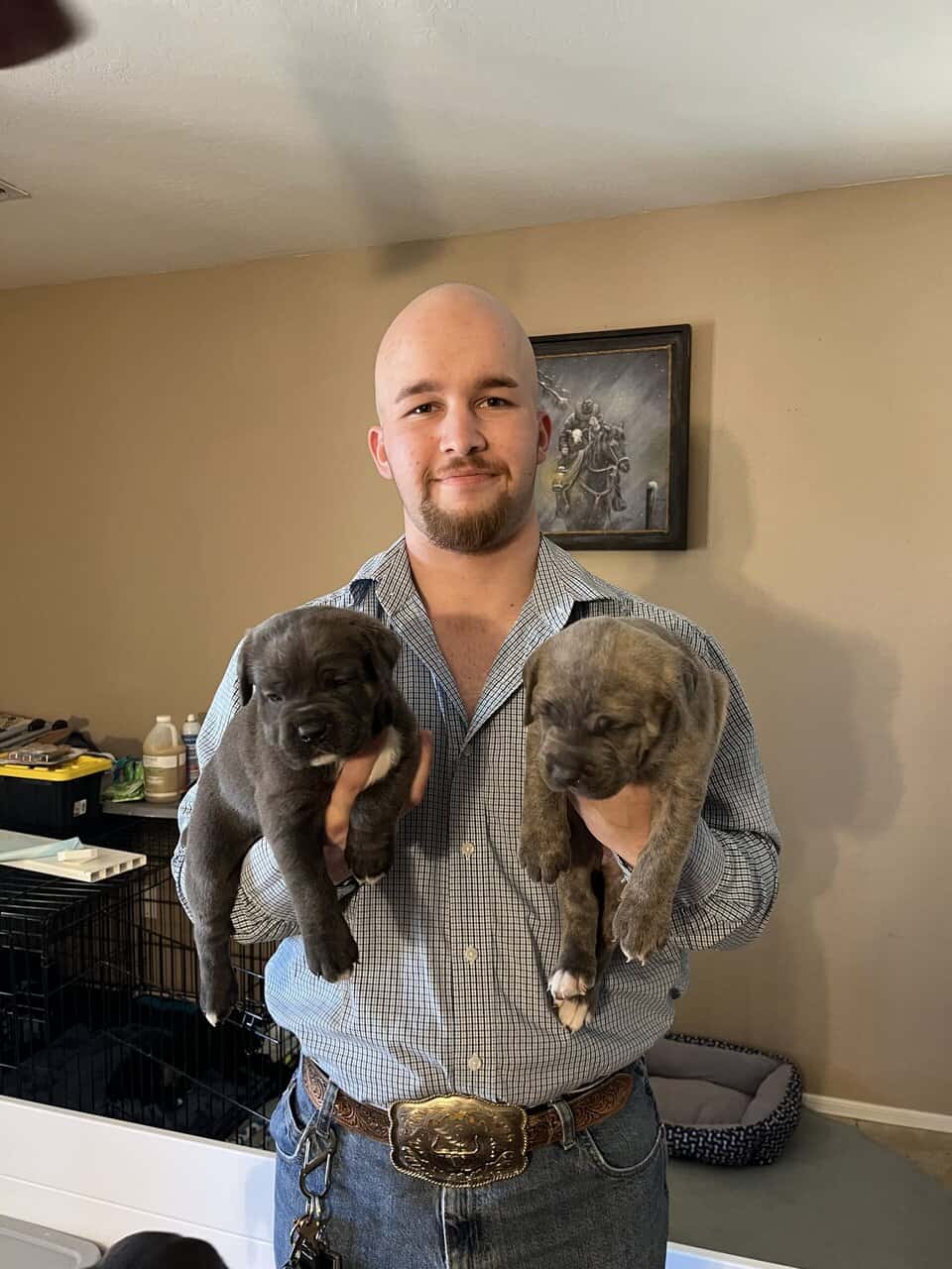 Cane Corso Puppy’s looking for there Furr Ever luv image 16