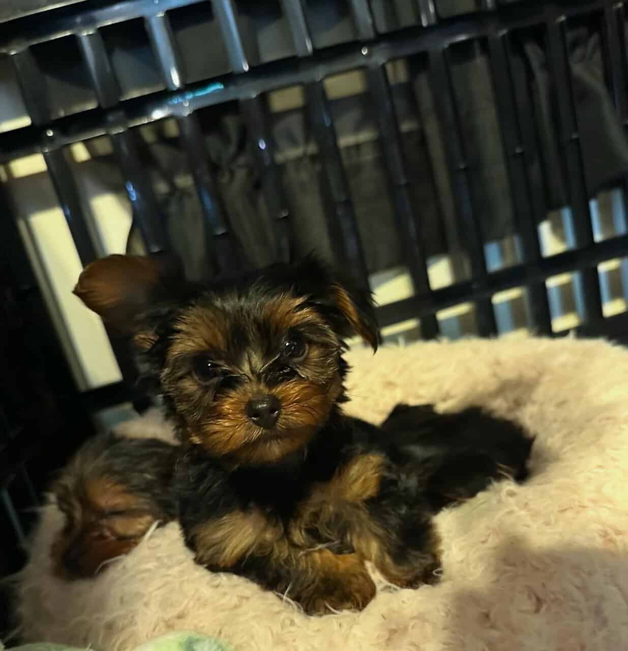 Puppy for sale image 2