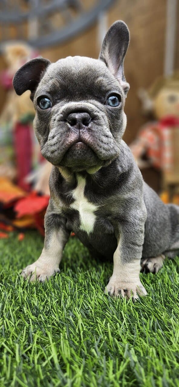 Akc registered french bulldogs image 5