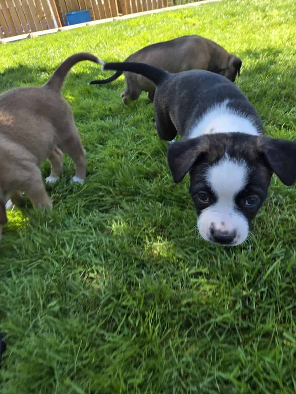 Mastiff/Dane/Pit/Lab mix puppies ❤️ image 2