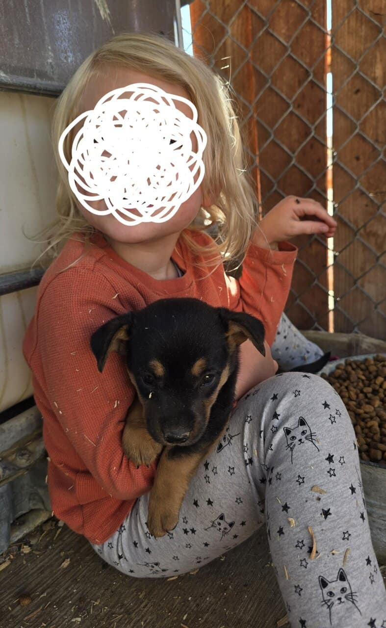 Corgi catahoula mix puppies image 7