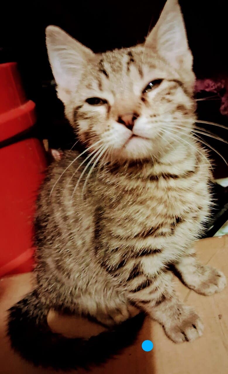 Soft , Sweet kittens for adoption. image 7