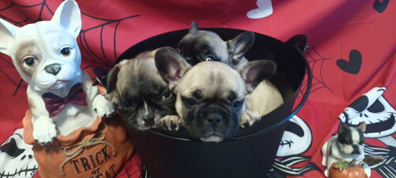 French Bulldog puppies fall sale image 2