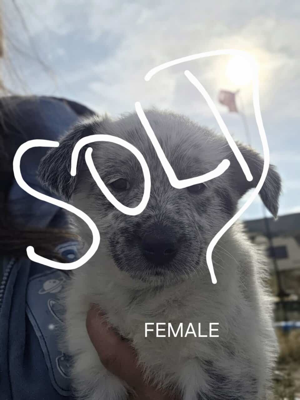 Cattle Dog Mix image 4