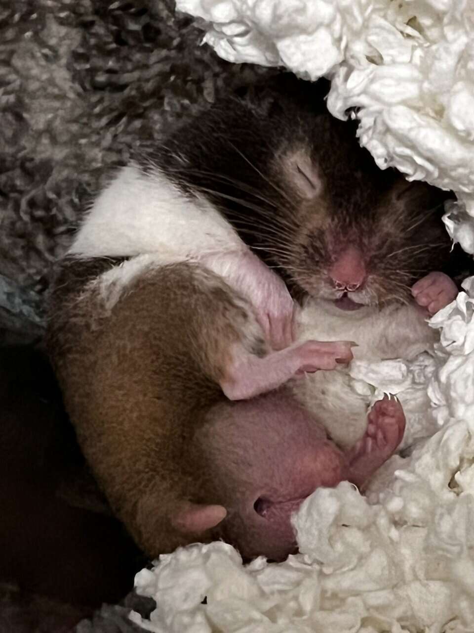 Free hamsters image 2