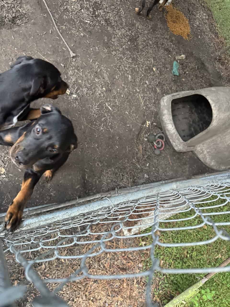 Rottweiler mix puppies image 3