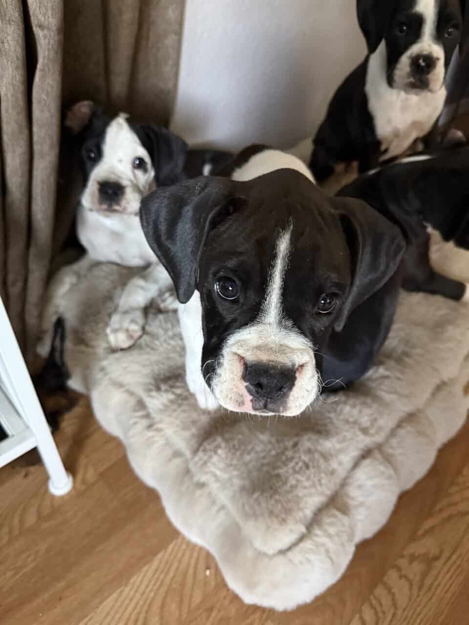 Boxer Puppies image 2