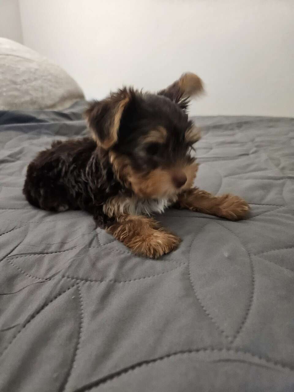 Chocolate Yorkshire Terrier Male image 5