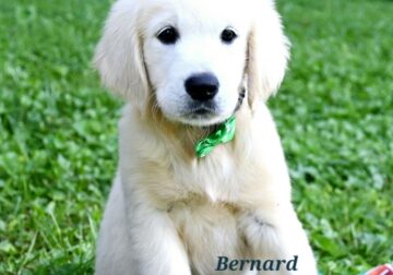 Bernard English cream