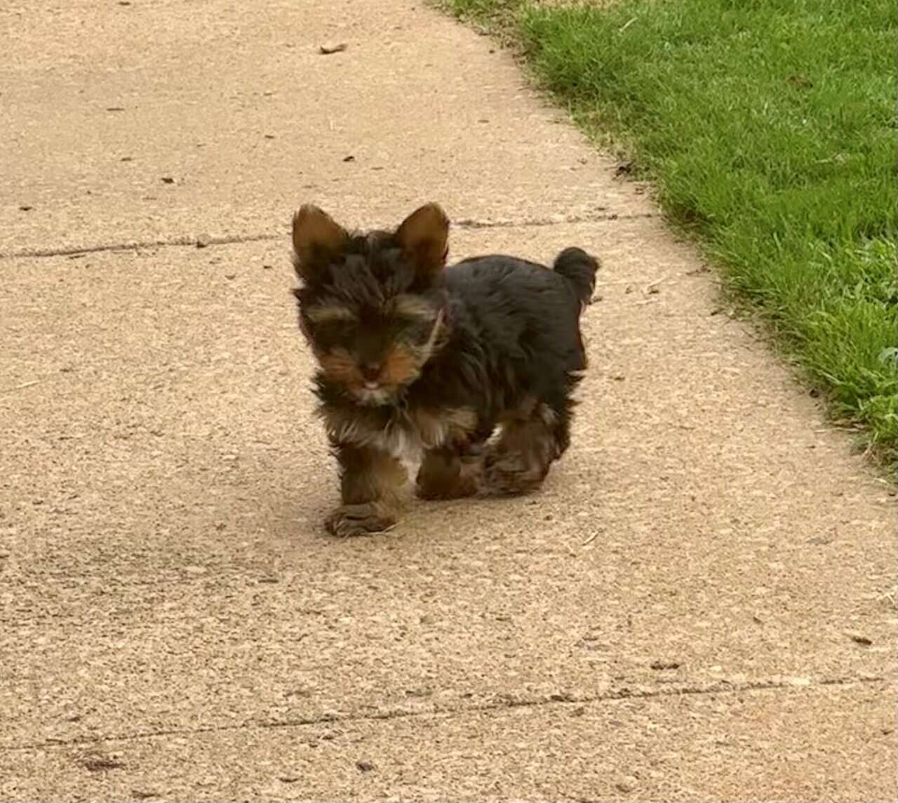 Tiny Yorkie Puppies image 2
