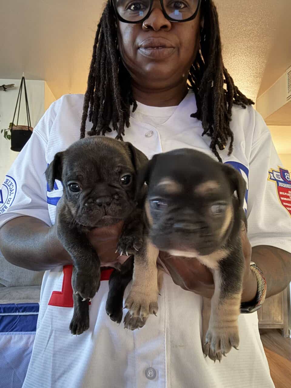 French Bull Dogs image 3