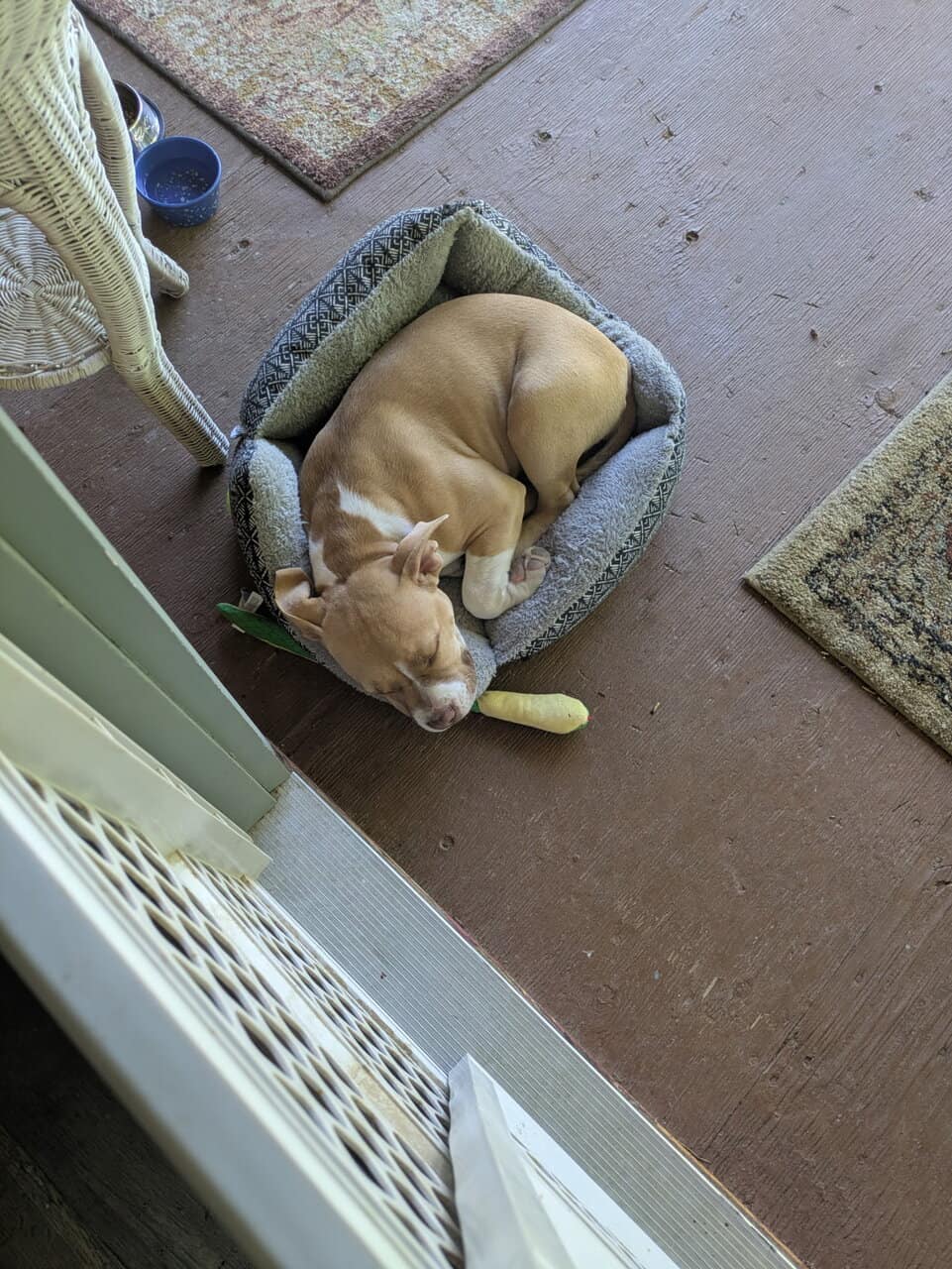 Pitbull Mastiff Mix puppy image 3