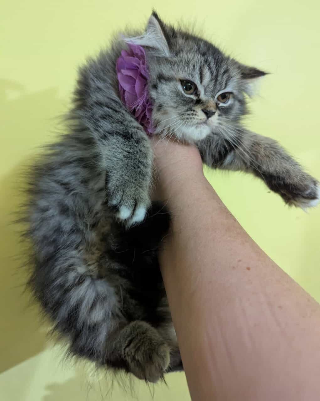 Adorable Persian Kittens image 4