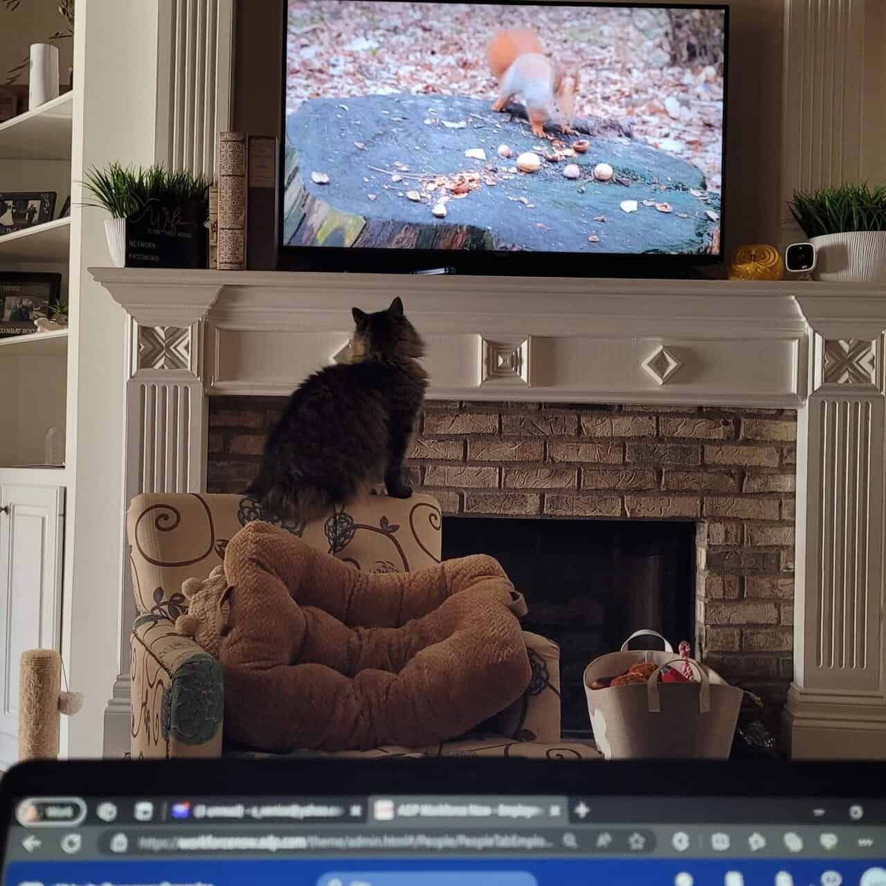 Free 4yr old Cat image 5