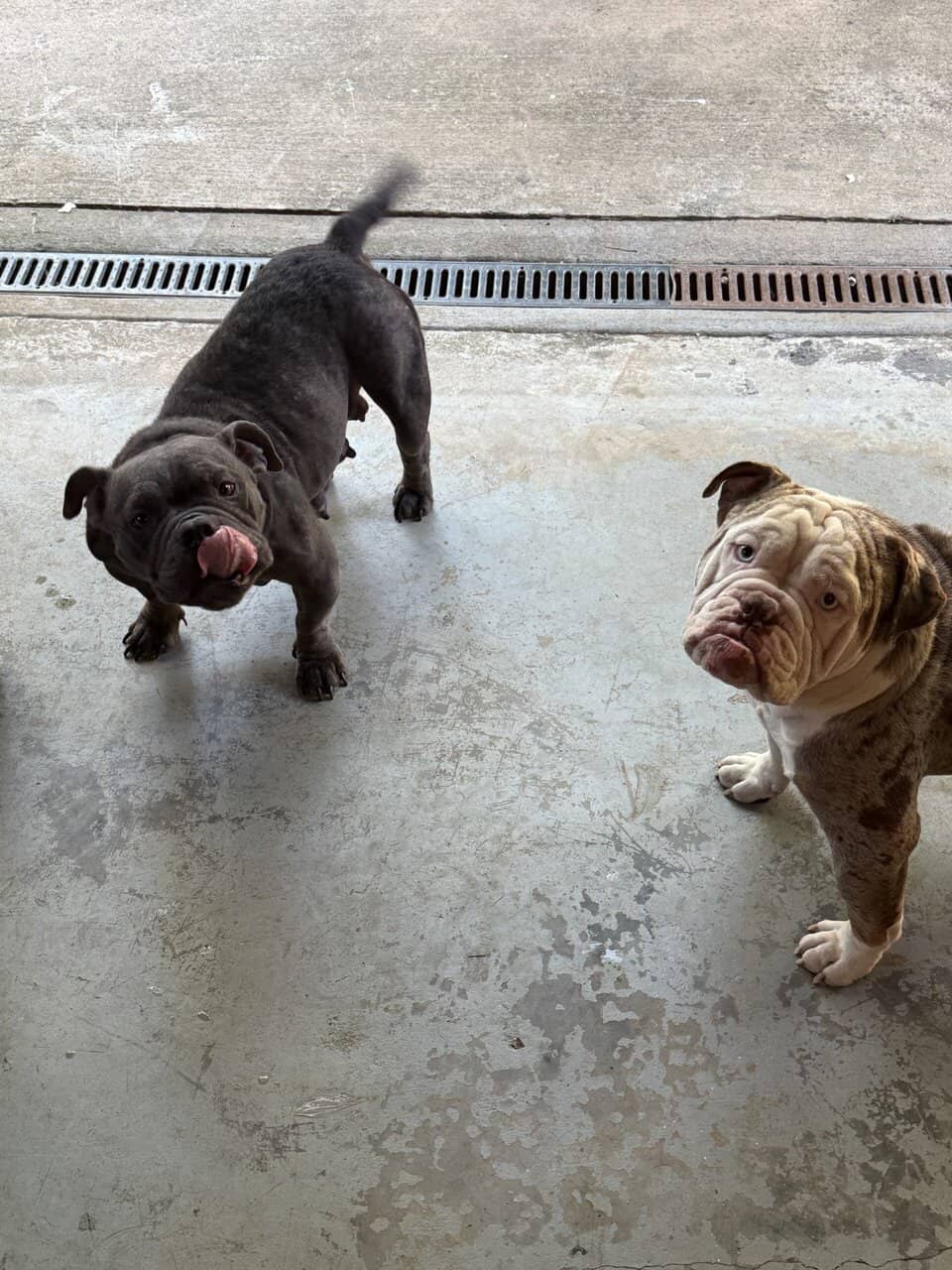 American Bully x English Bulldog Puppies – Unique image 2