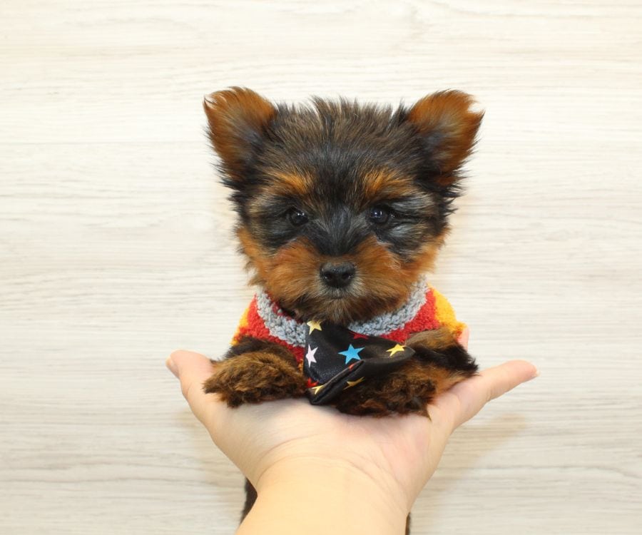 Tiny Yorkie Puppy For Sale image 2