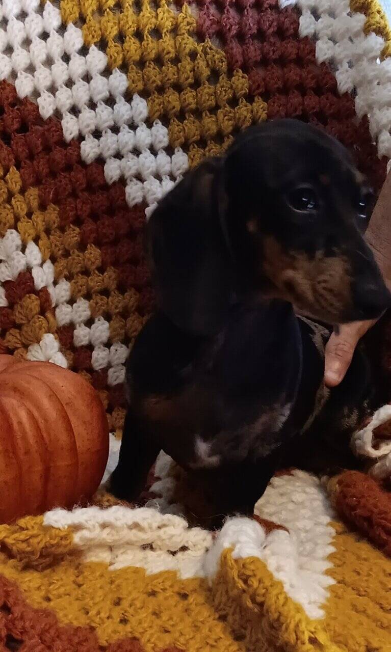 For Sale CKC Dachshund Female Puppy image 6