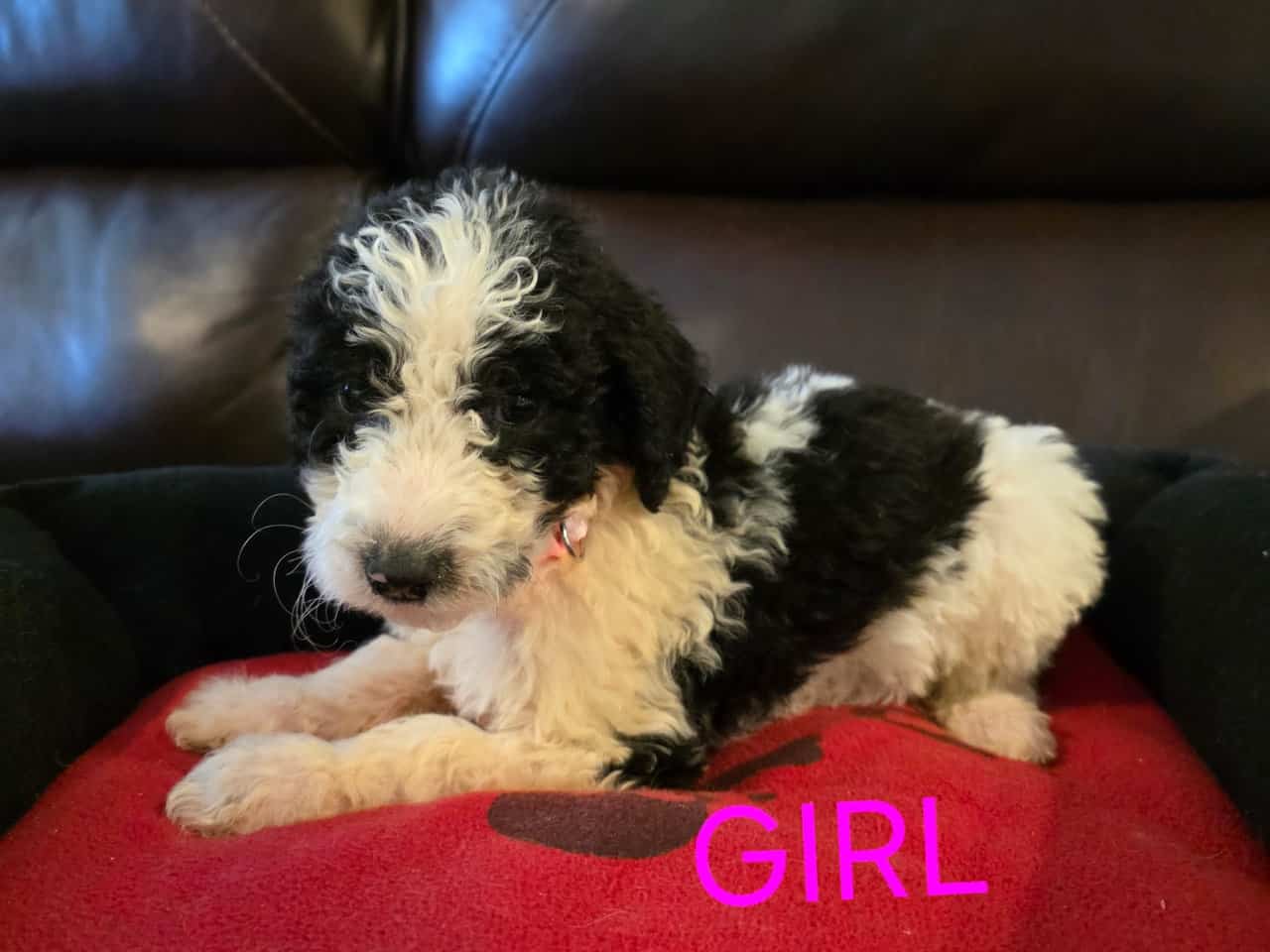 Goldendoodle pups image 1