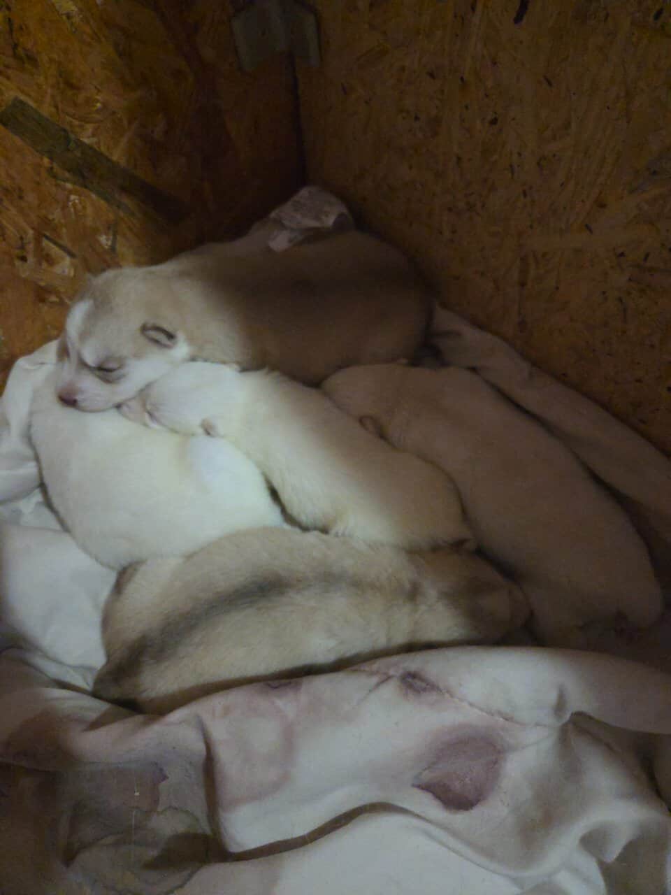 Husky puppies for sale image 5