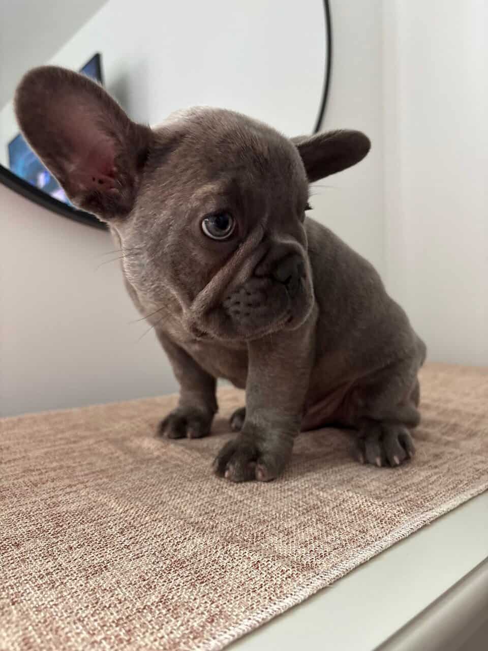 Frenchie for sale image 4