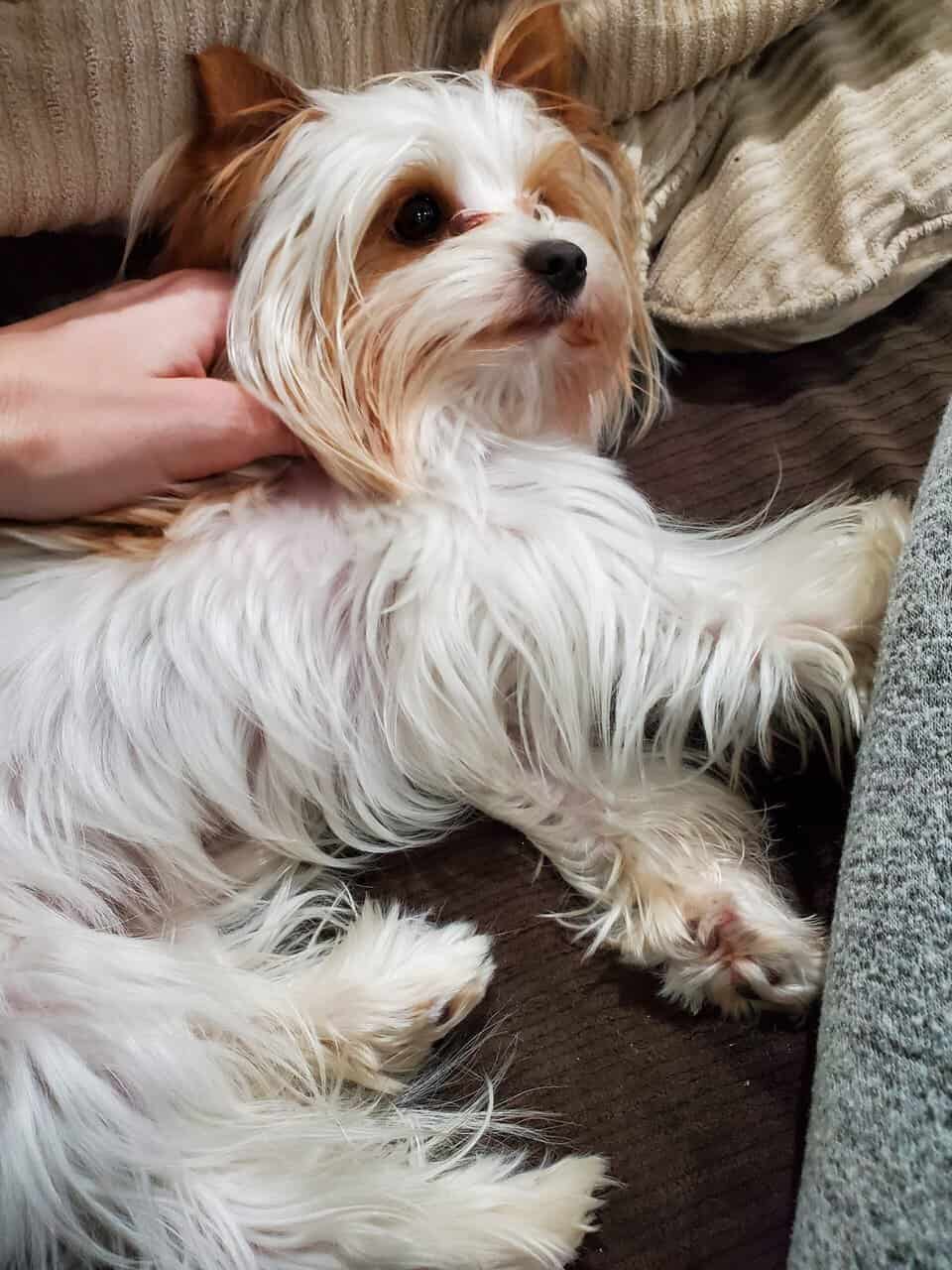 Golddust Yorkie image 2