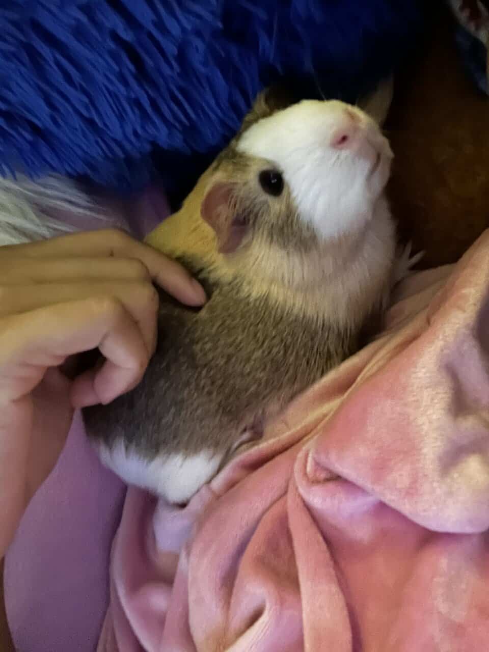Hey looking to sell my 3 guinea pigs by today. image 3