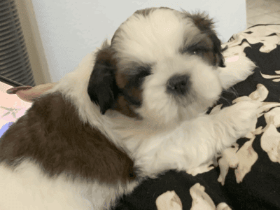 Shih Tzu
