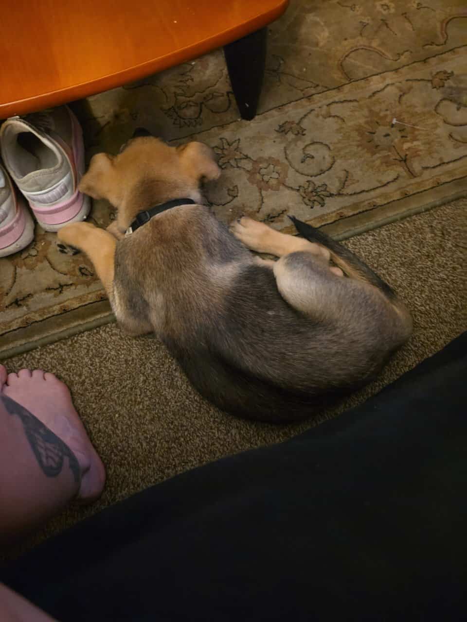 German shepherd puppies image 6