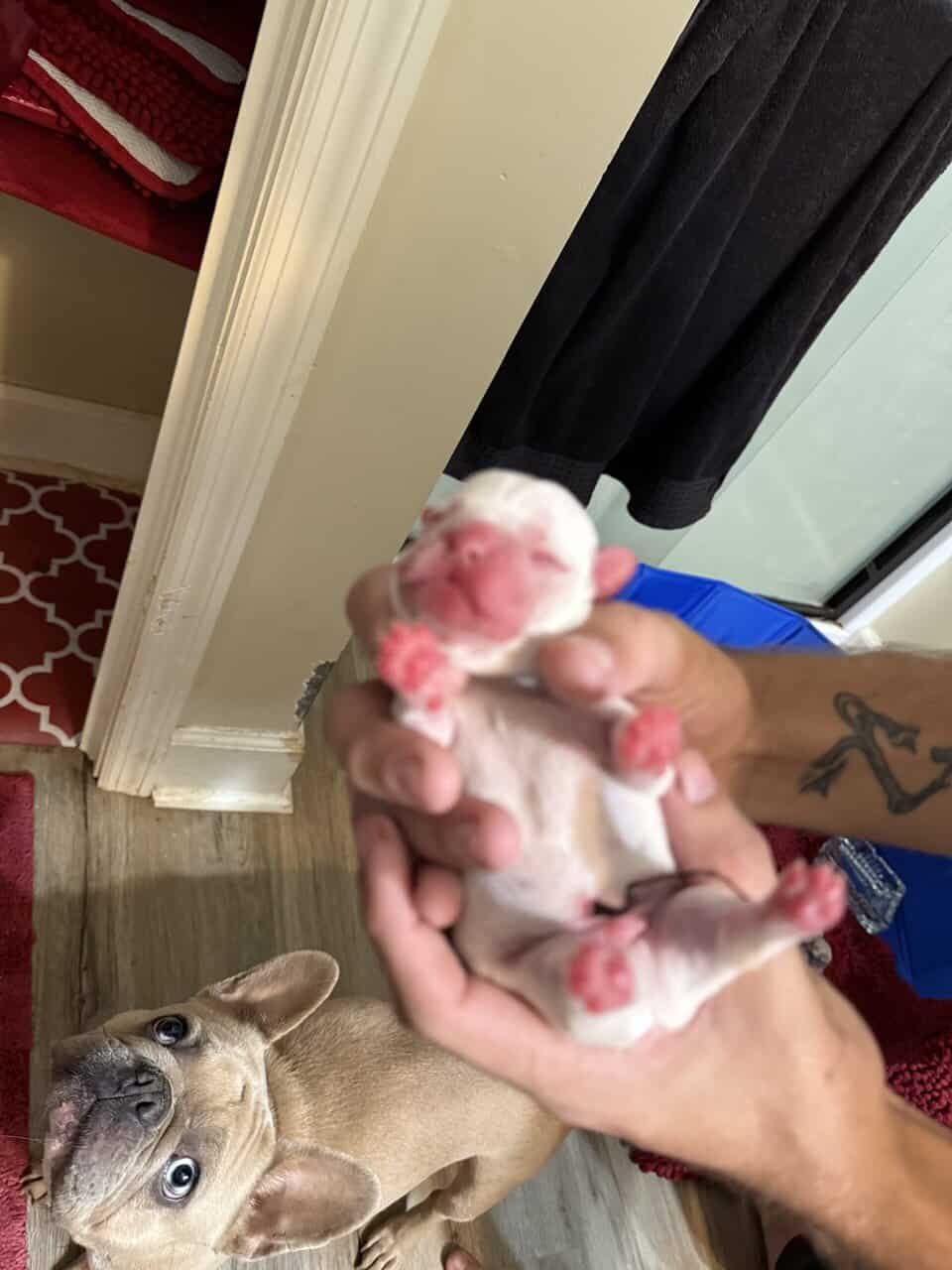 French bulldog babies image 21