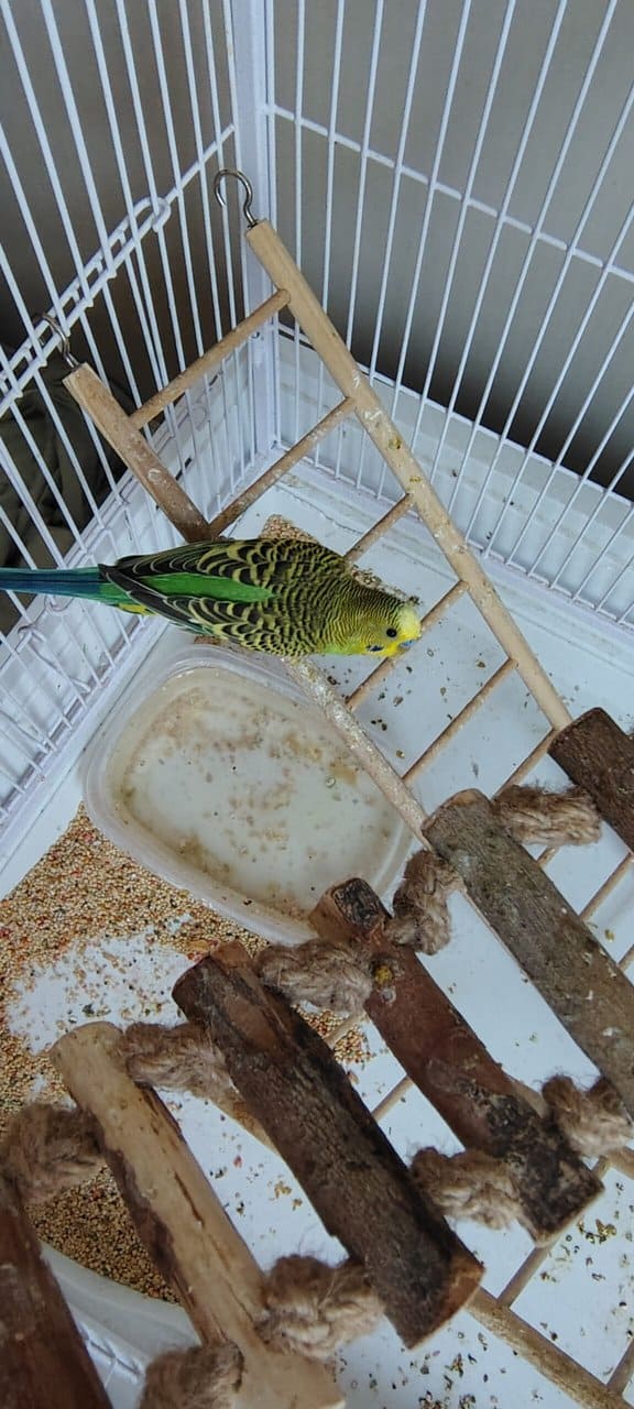 2 parakeet package image 3