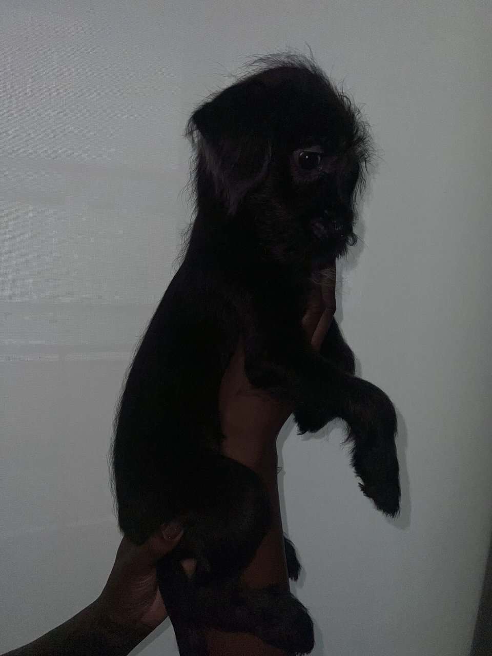 Say hello to Onyx image 4