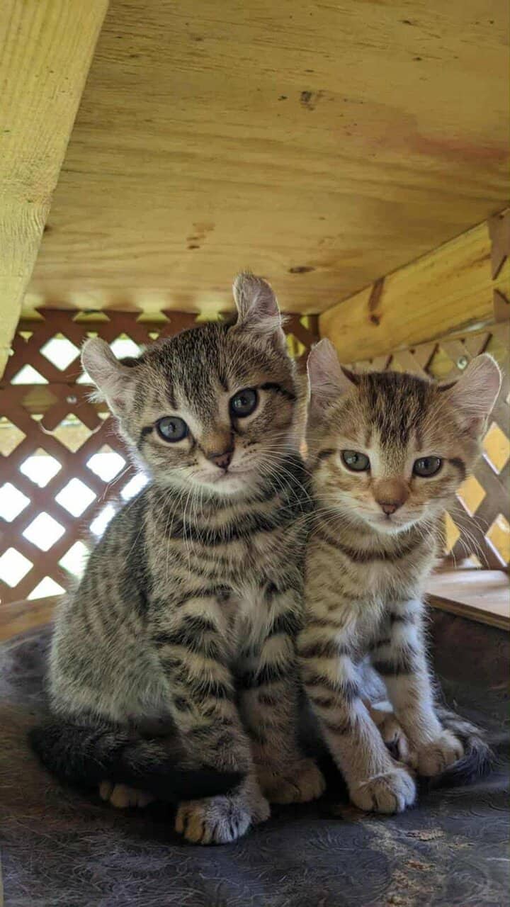 Two Highlander kittens available, male & female image 8
