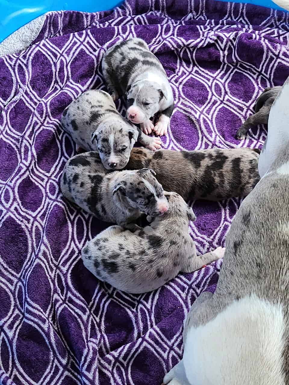 Pitbull puppies image 2