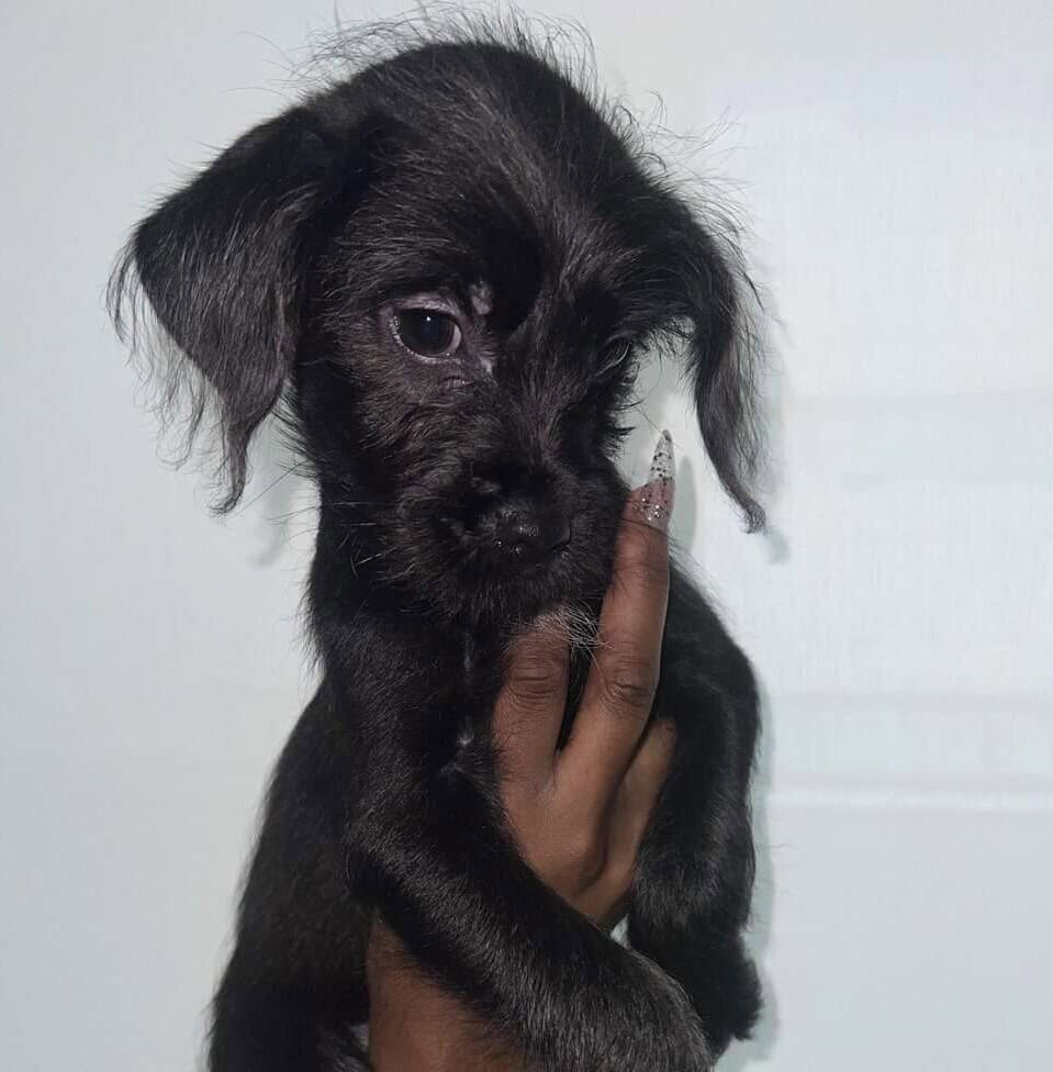 Say hello to Onyx image 1