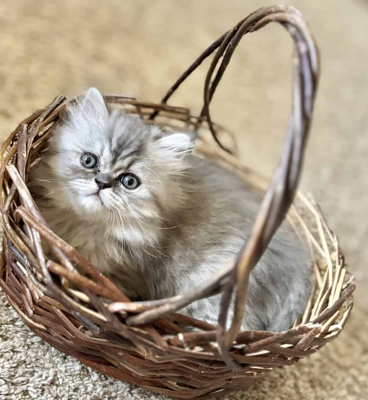 Persian Kittens image 11