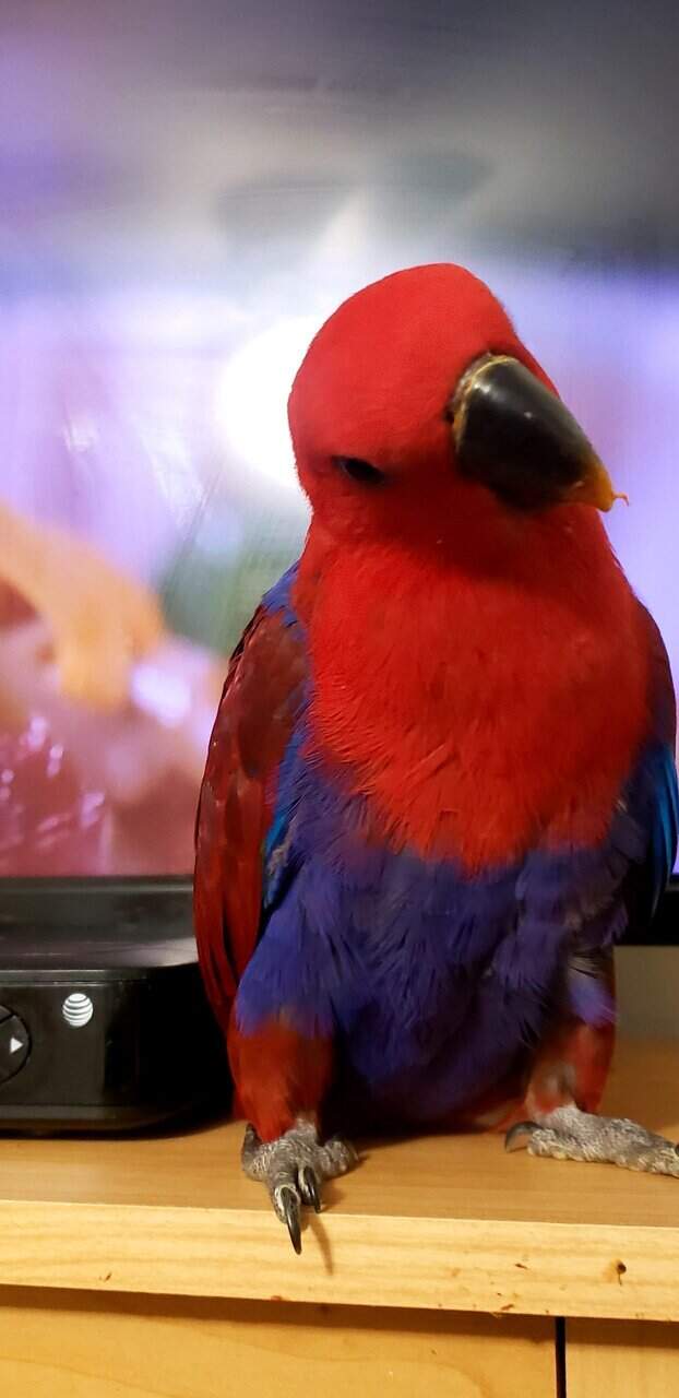 Eclectus Parrots - Tame & Playful image 3